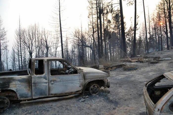 В Калифорнии кошка сумела пережить лесной пожар (4 фото)