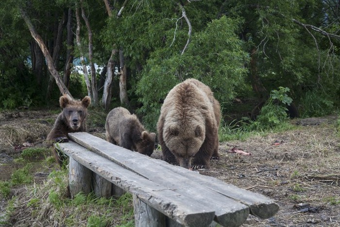 Как фотографируют медведей в дикой природе (11 фото)