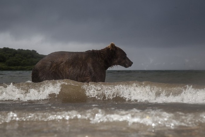 Как фотографируют медведей в дикой природе (11 фото)