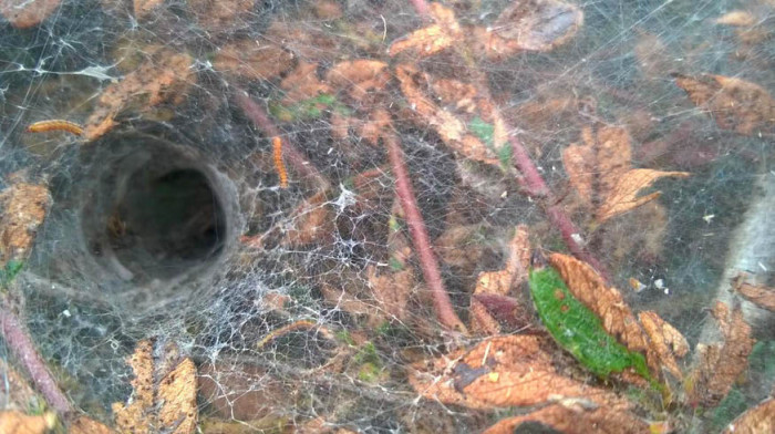 Гусеницы покрыли паутиной кусты в Лондоне (4 фото)
