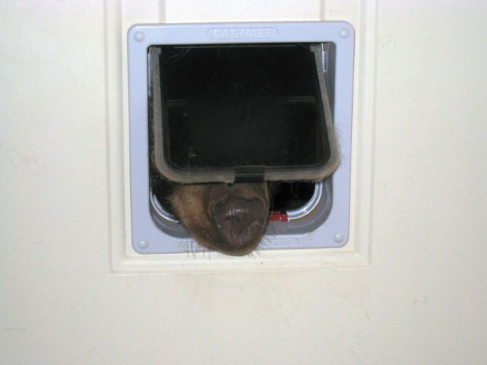 Американец обнаружил в своем доме медведя, застрявшего головой в кошачьей двери (4 фото)