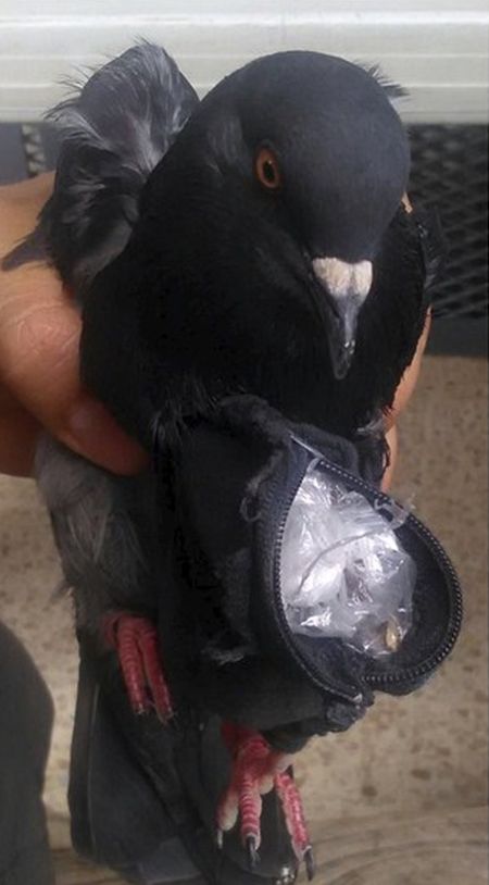В Коста-Рике пойман голубь, пытавшийся доставить наркотики в тюрьму (3 фото)