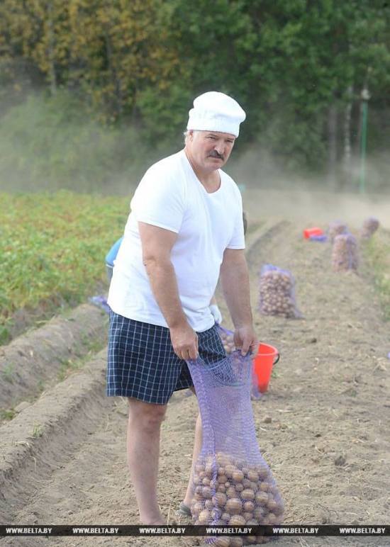 Александр Лукашенко с сыном собрал урожай картошки в резиденции «Дрозды» (6 фото)