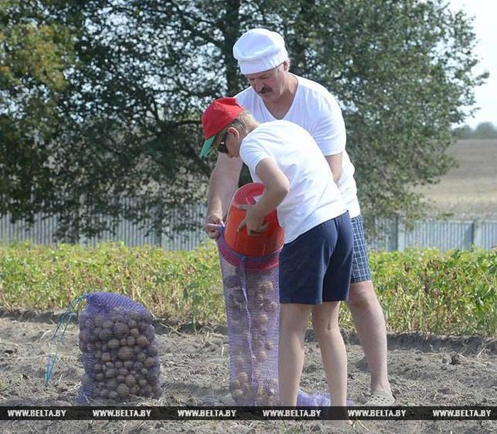 Александр Лукашенко с сыном собрал урожай картошки в резиденции «Дрозды» (6 фото)