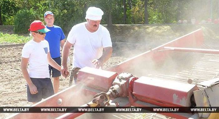 Александр Лукашенко с сыном собрал урожай картошки в резиденции «Дрозды» (6 фото)