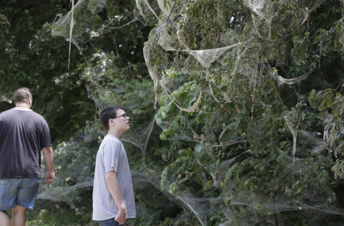 В Техасе тысяча пауков сплела гигантскую паутину (5 фото)
