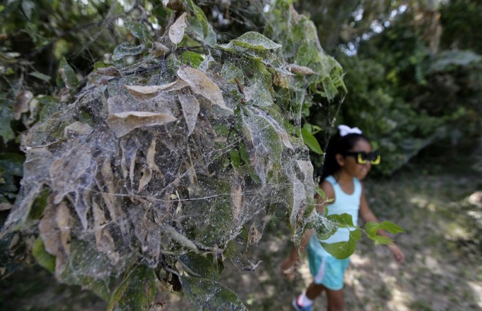 В Техасе тысяча пауков сплела гигантскую паутину (5 фото)