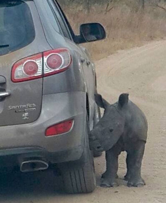 Детеныш носорога принял автомобиль за свою маму (3 фото)