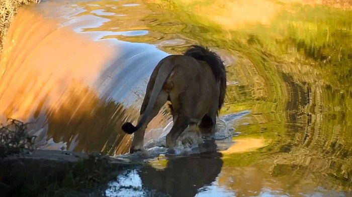 Неуклюжий лев упал в реку (6 фото)