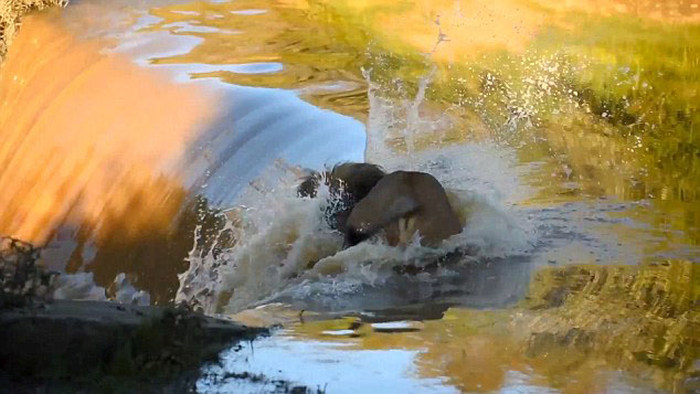 Неуклюжий лев упал в реку (6 фото)