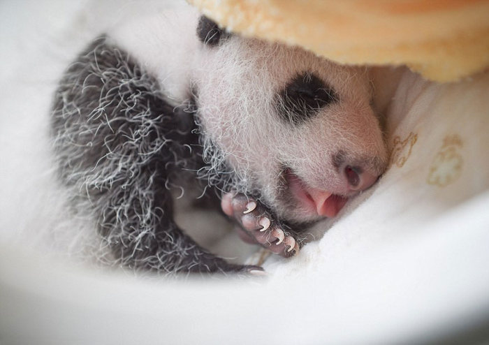 В китайском центре сохранения популяции панд устроили смотрины новорожденных детенышей (16 фото)