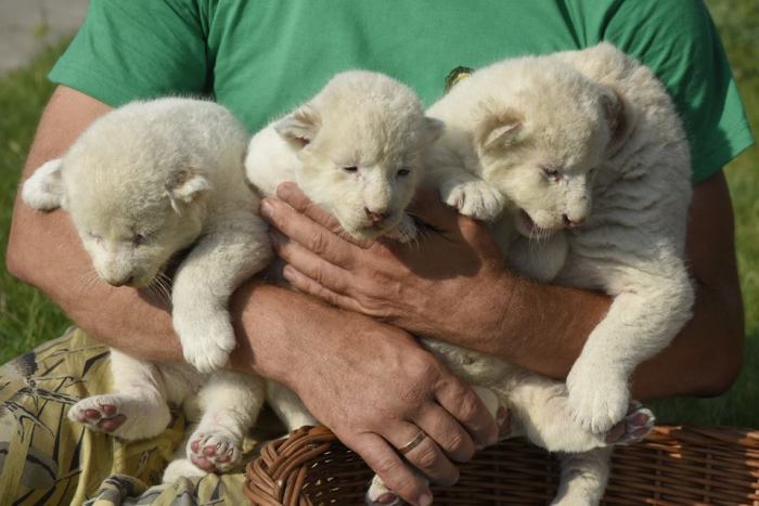В крымском сафари-парке «Тайган» родились восемь белоснежных львят (6 фото)