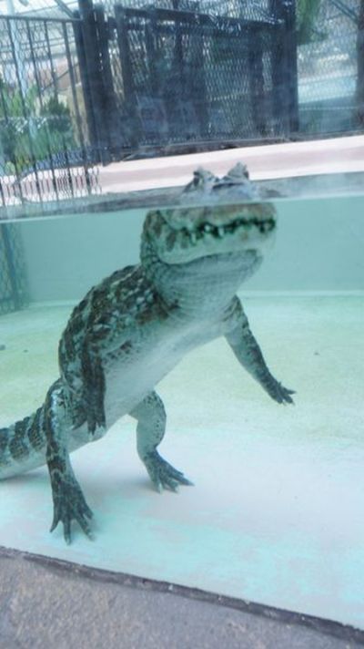 Вот что на самом деле делает крокодил в этот момент (3 фото)