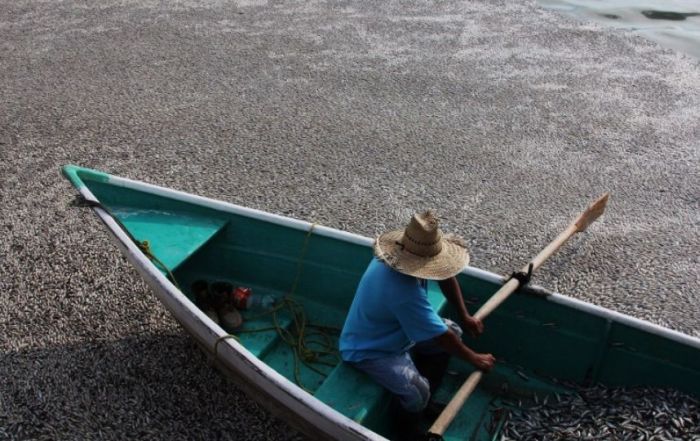 Экологическая трагедия в мексиканском озере Кахититлан (19 фото)