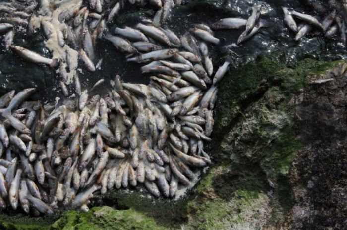 Экологическая трагедия в мексиканском озере Кахититлан (19 фото)