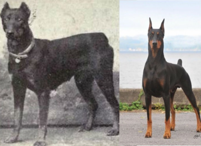 Как изменились собаки за последние 100 лет (23 фото)