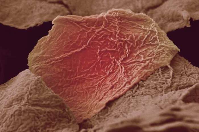Части нашего организма под микроскопом (18 фото)