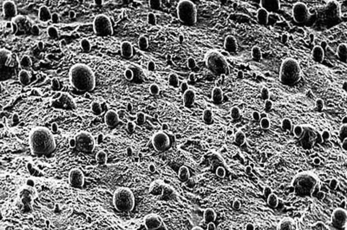 Части нашего организма под микроскопом (18 фото)