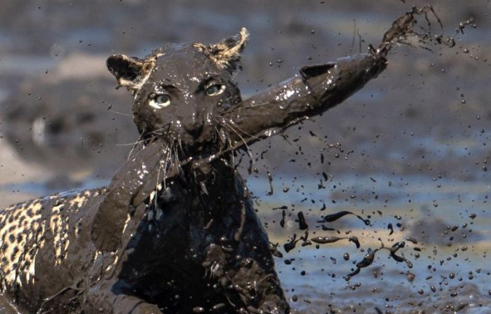 Леопард «порыбачил» в грязи (9 фото)