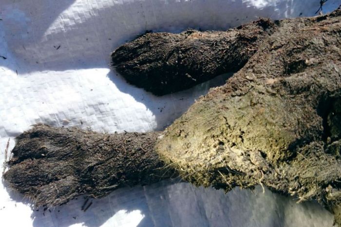 В Сибири обнаружили мумифицированного щенка возрастом 12 000 лет (8 фото)