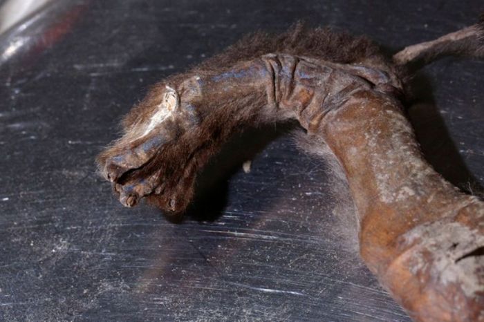 В Сибири обнаружили мумифицированного щенка возрастом 12 000 лет (8 фото)