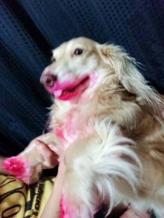 Собака воспользовалась губной помадой хозяйки (3 фото)