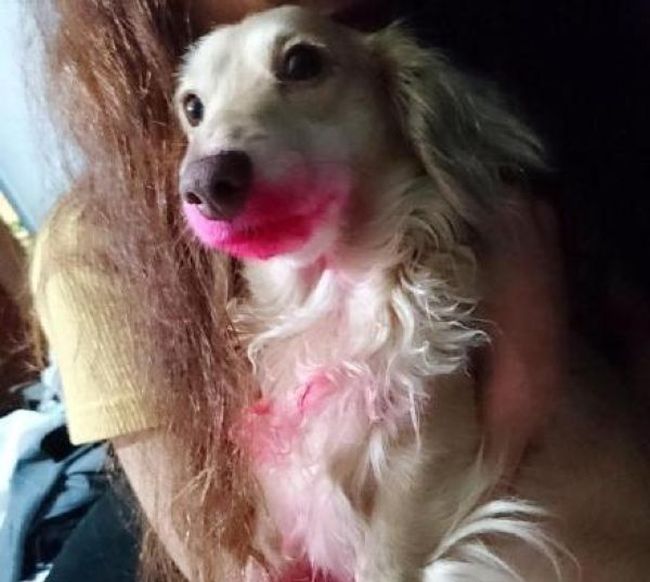 Собака воспользовалась губной помадой хозяйки (3 фото)