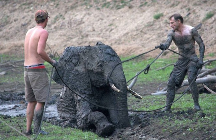 Спасение слона из грязевой лужи (15 фото)