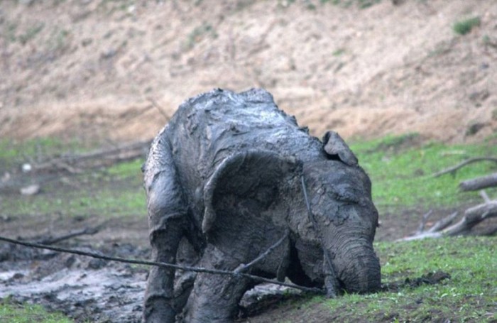 Спасение слона из грязевой лужи (15 фото)