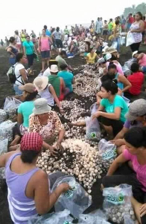 В Коста-Рике люди помешали черепахам отложить яйца (11 фото)