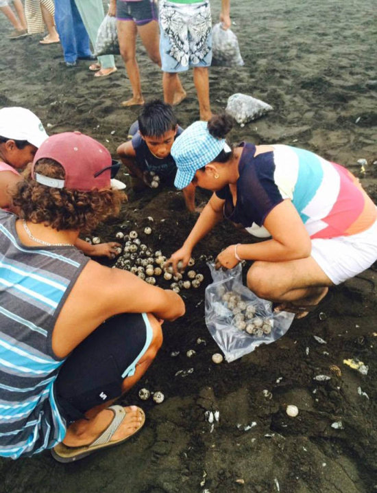 В Коста-Рике люди помешали черепахам отложить яйца (11 фото)