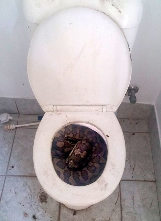 Обычное зрелище в австралийском туалете (4 фото)