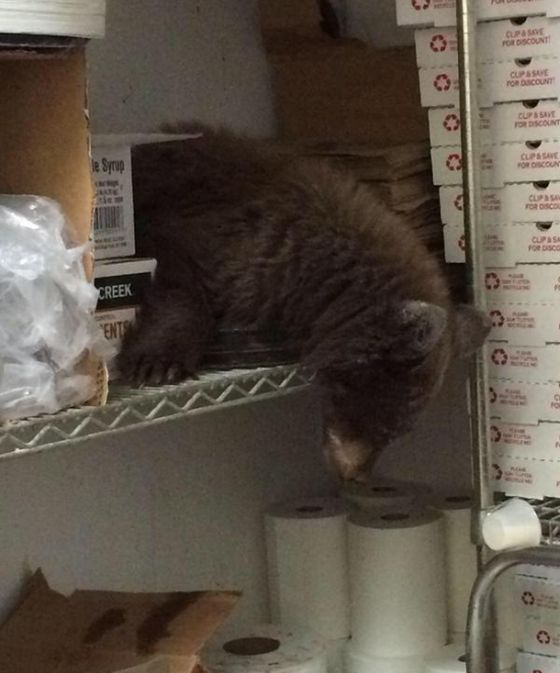 Медвежонок проник в пиццерию и уснул прямо на кухне (4 фото)