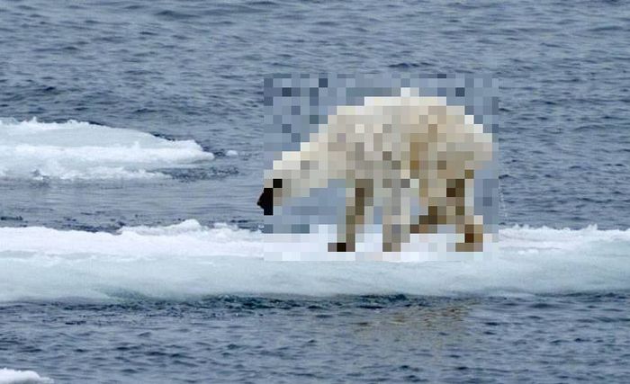 Снимок истощенного белого медведя напугал общественность (2 фото)