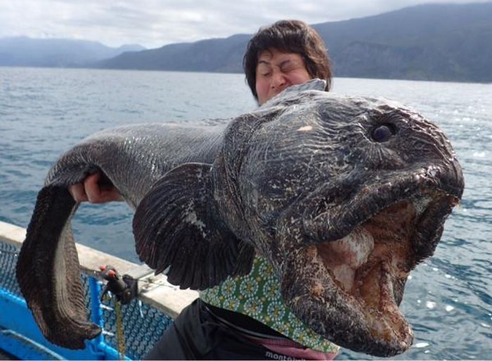 Страшная рыба, пойманная у Фукусимы (2 фото)