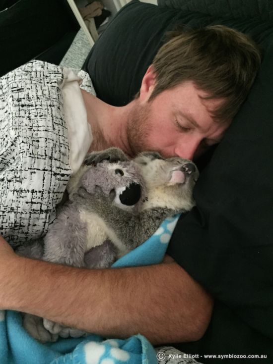 Милая коала обрела новую семью (7 фото + видео)