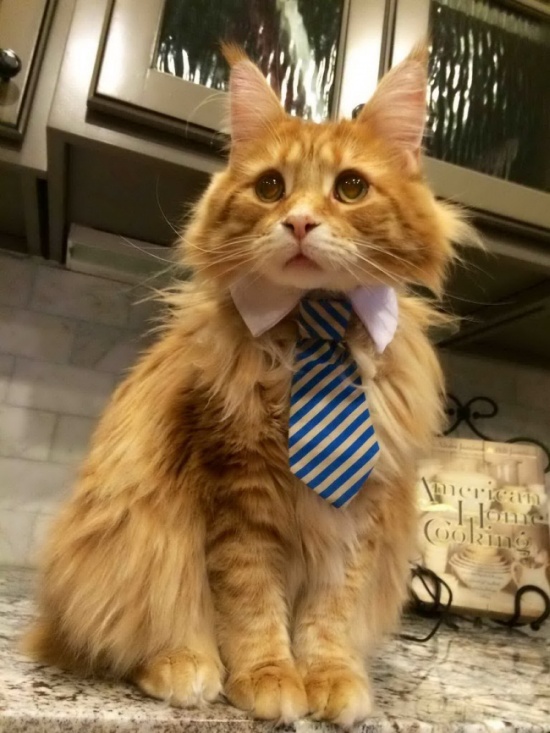 Забавные коты, которые ведут себя совсем, как офисные работники (15 фото)