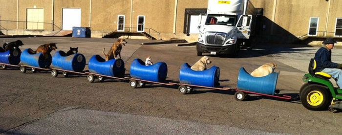 Пожилой американец собрал самодельный поезд и катает на нем бродячих собак (5 фото)