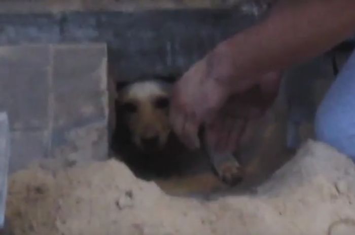 В Воронеже спасли замурованную собаку (4 фото + видео)