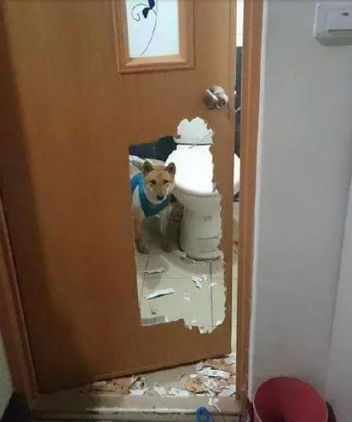 Собака, запертая в туалете (3 фото)