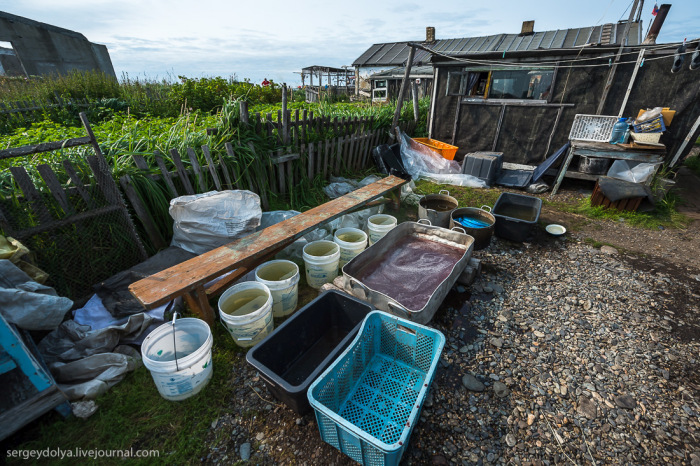 Добыча рыбы и производство красной икры в рыбацком поселке Магадана (36 фото)