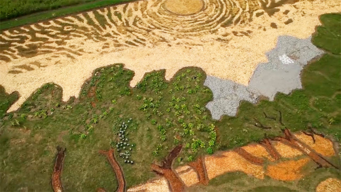 Ландшафтный дизайнер из США превратил поле в репродукцию картины Винсента Ван Гога (5 фото + видео)