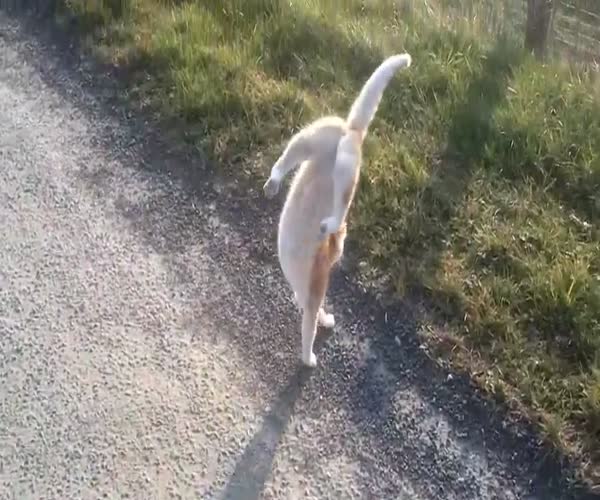 Кот научился ходить на передних лапах