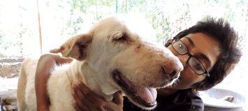 Удивительная история спасения несчастной собаки (7 фото)