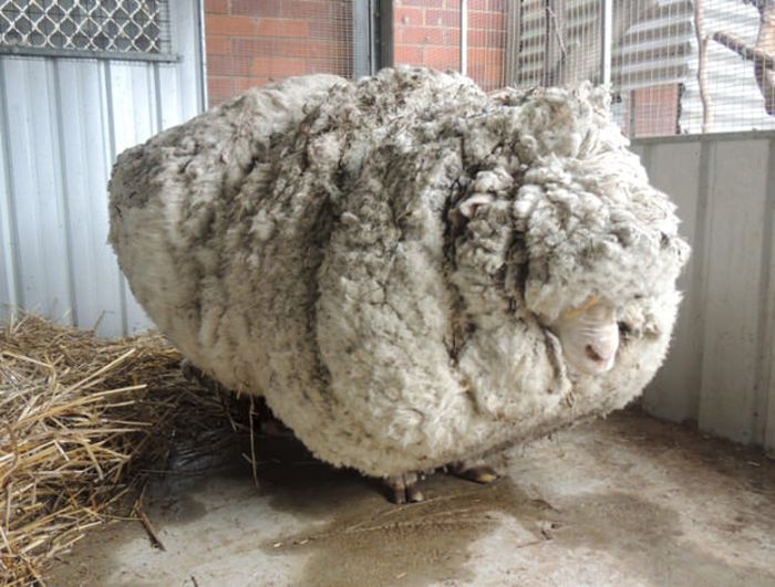 В Австралии с заблудшей овцы состригли 40 кг шерсти (8 фото)