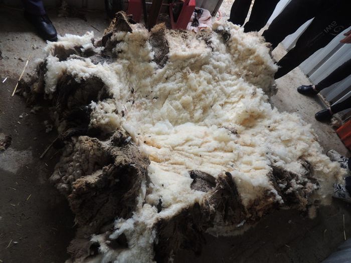 В Австралии с заблудшей овцы состригли 40 кг шерсти (8 фото)