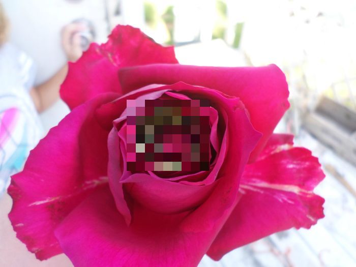 Милая находка внутри розы (2 фото)