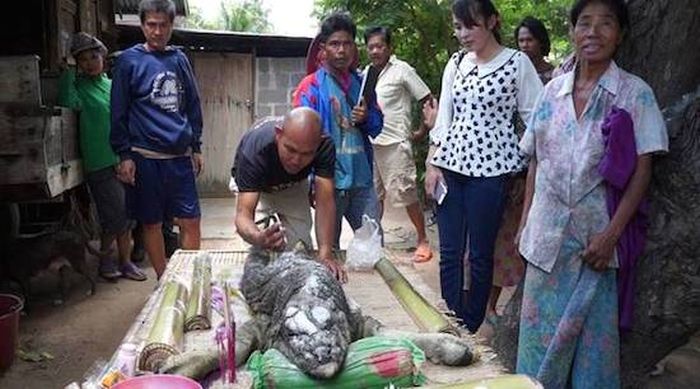В Таиланде родилось животное-мутант, представляющее гибрид буйвола с крокодилом (3 фото + видео)