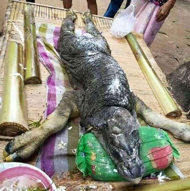 В Таиланде родилось животное-мутант, представляющее гибрид буйвола с крокодилом (3 фото + видео)