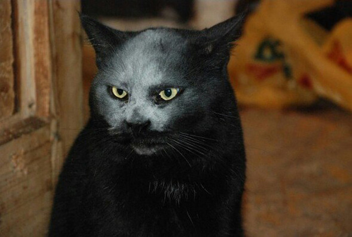Просто черный кот в муке (3 фото)